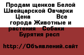 Продам щенков Белой Швейцарской Овчарки  › Цена ­ 20 000 - Все города Животные и растения » Собаки   . Бурятия респ.